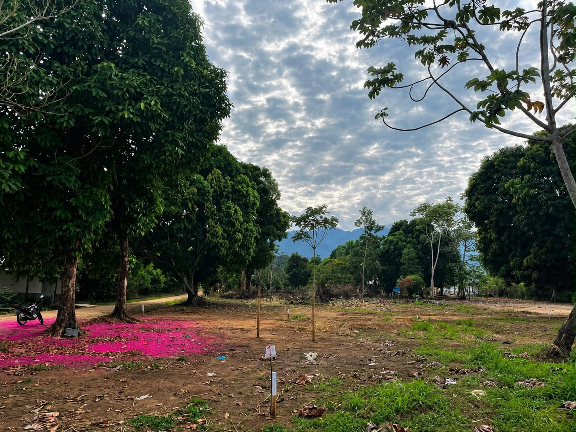 TERRENOS EN VENTA EN EL SECTOR COPERHOLTA – TARAPOTO