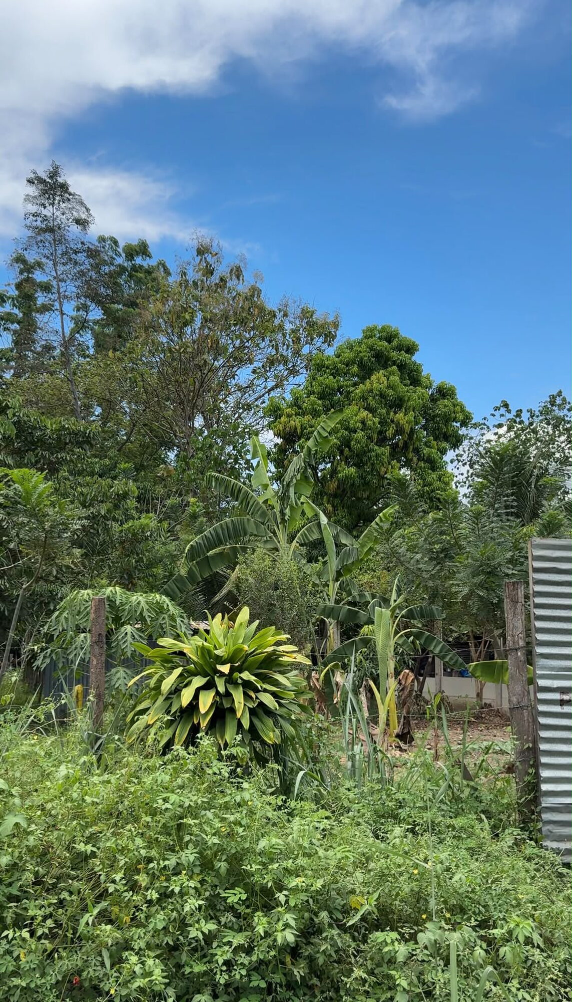 TERRENO EN REMATE – LAS PALMAS, TARAPOTO