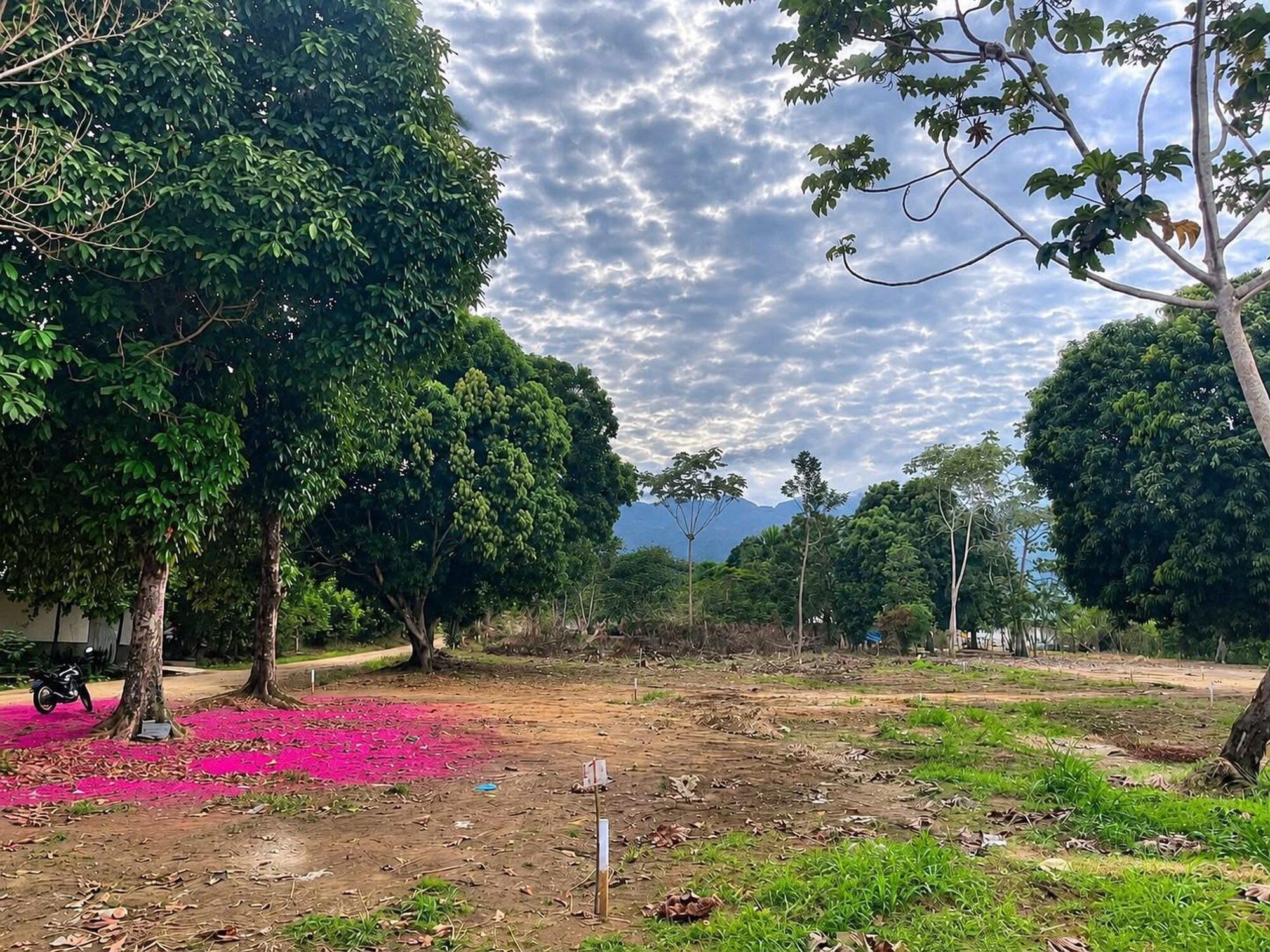 TERRENOS EN VENTA EN EL SECTOR COPERHOLTA – TARAPOTO